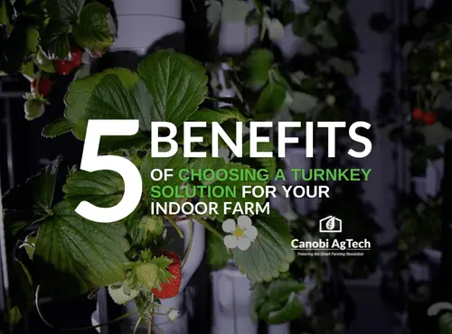 5 benefits of choosing a turnkey solution for your indoor farm | Canobi