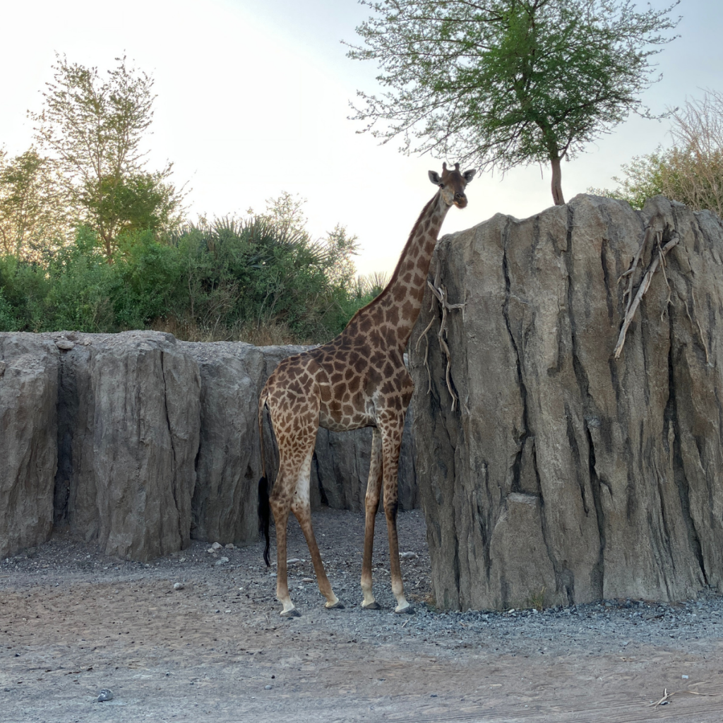 giraffe at Sharjah Safari