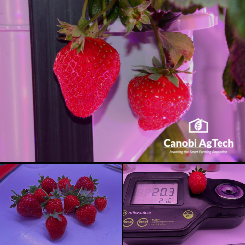 canobi one indoor farm strawberries