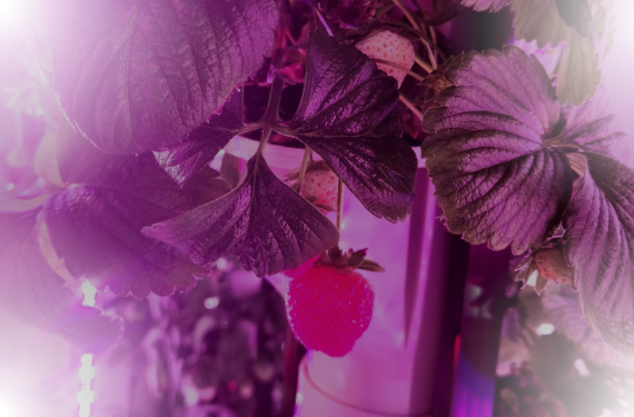 HarvestAI and Canobi AgTech strawberries